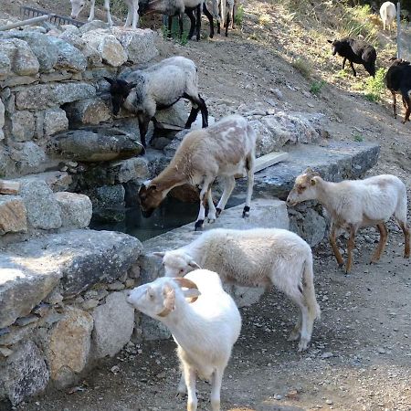 Les Bergeries "Le Figuier" Ξενοδοχείο Omessa Εξωτερικό φωτογραφία