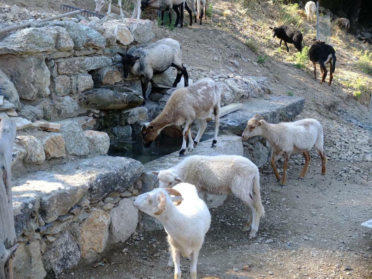 Les Bergeries "Le Figuier" Ξενοδοχείο Omessa Εξωτερικό φωτογραφία